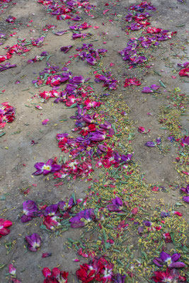 April 2017 - De bloemen van de bollenvelden worden getopt