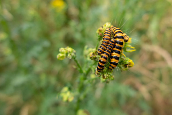 Juli 2019 - Het Jacobskruiskruid gedijt goed bij het droge weer en wordt bevolkt door de zebrarups van de st. Jacobsvlinder