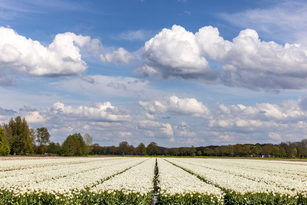 April 2024 - De bollen bloeien volop hier in Flevoland