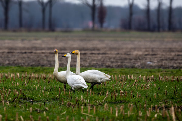 Februari 2022 - Een paar wilde zwanen zoeken de laatste korrels mais in het veld