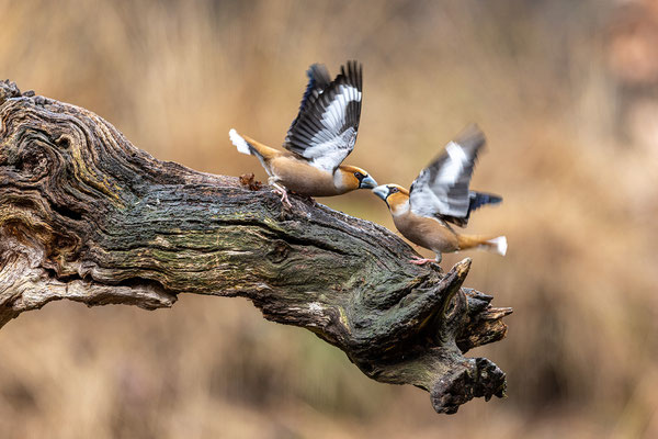 Appelvink