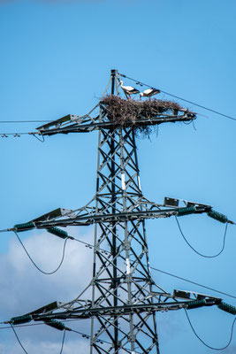 Mei 2021 - De ooievaars zoeken het dit jaar hogerop