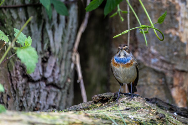 Blauwborst
