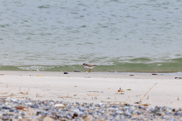 Strandplevier