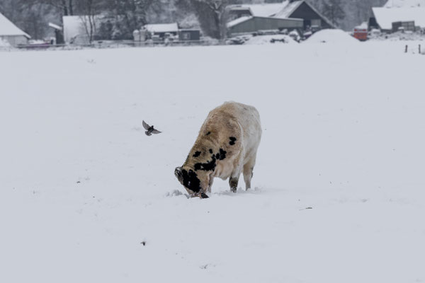 Januari 2026  -   Een maand met ouderwets veel sneeuw. Een koe zoekt gras, spreeuwen profiteren daarvan
