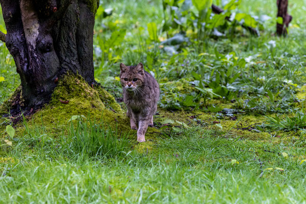 Wilde Europese kat