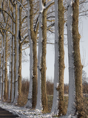 Februari 2017 - Er viel alleen maar een beetje plaksneeuw, geen echte winter