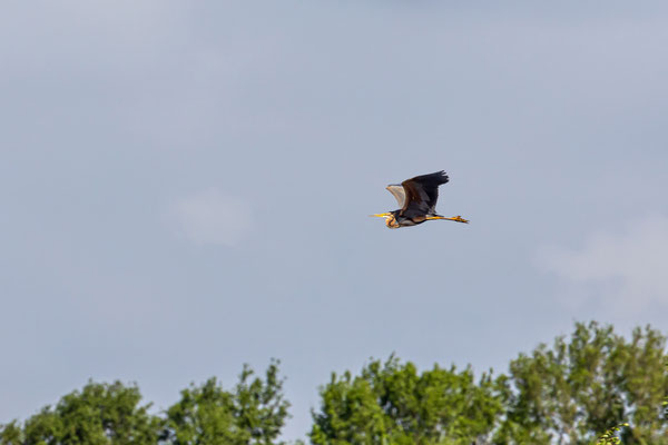 Purperreiger