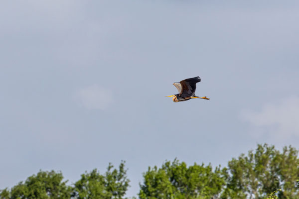 Purperreiger