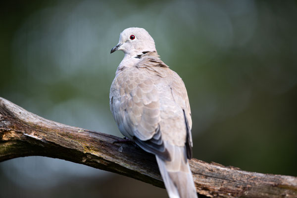 Tortelduif