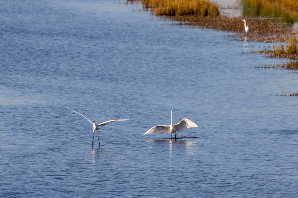 November 2018 - De Grote zilverreiger vertrekt niet, zij gaan een rondje vliegen
