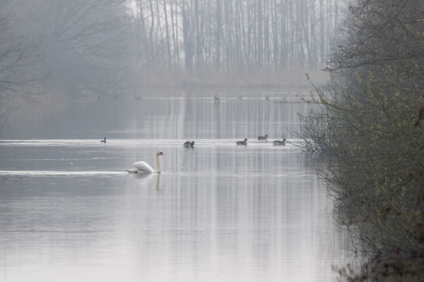 Maart 2019 - Door de verschillen in temperatuur tussen dag en nacht ontstaat de nevel in de ochtend