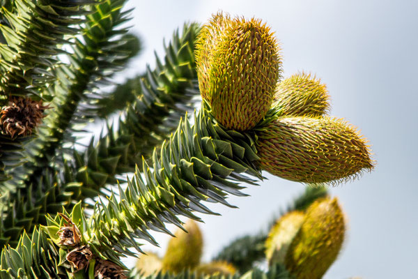 Juni 2021 - De Apenbroodboom of Slangenden (Araucaria araucana) vormt zijn eerste vruchten
