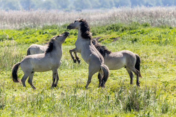 Konikpaarden