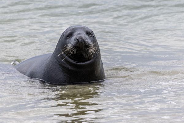 Zeehond