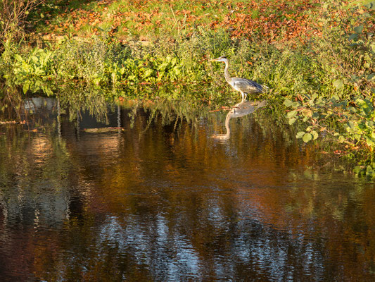 November 2016 - De natuur kleurt en weerspiegelt dat in het water. De Reiger heeft alleen oog voor zijn prooi