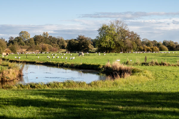 Oktober 2018 - De ooievaars verzamelen zich bij de Reest voor de grote trek
