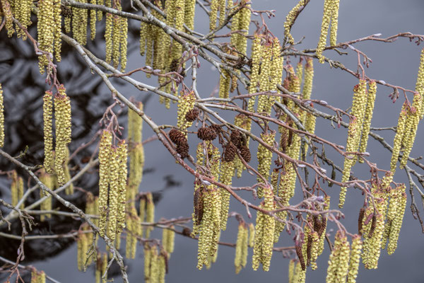 Februari 2019 - De eerste Elsen katjes vormen zich rond de Elsenpropjes uit de herfst