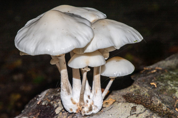 Oktober 2025 - Natuurlijk de maand van de paddenstoelen