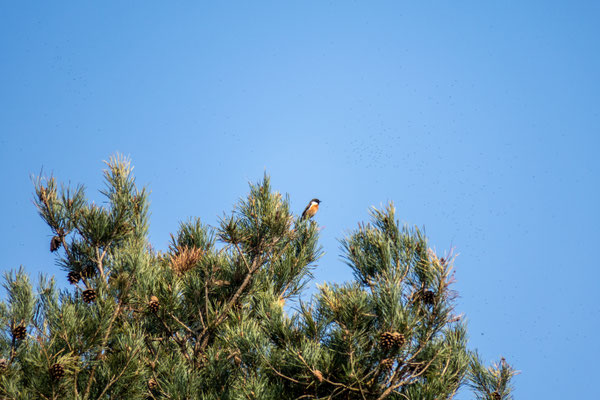 Roodborst tapuit