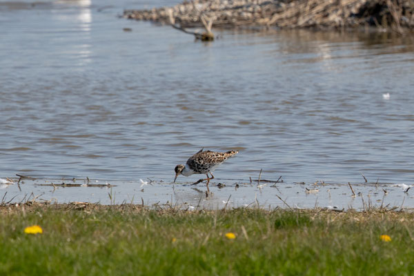 Watersnip
