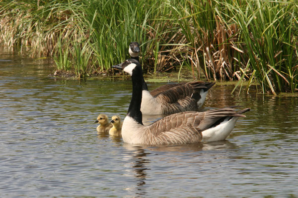 Canadese gans