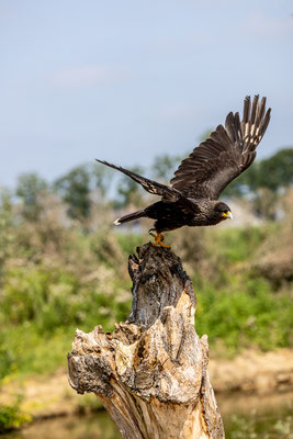 Falkland Caracara