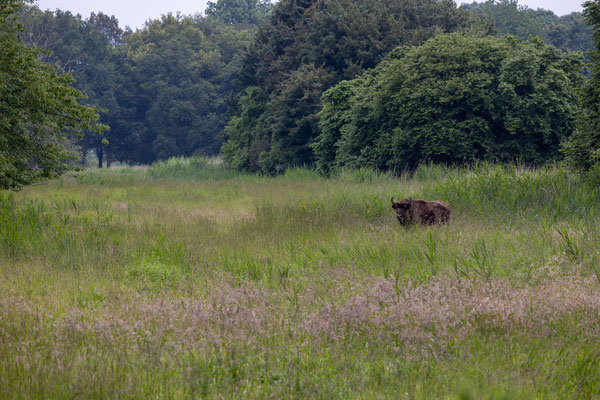 Wisent