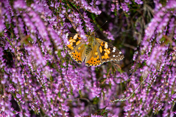 Augustus 2020 - De distelvlinder daarentegen haalt zijn nectar van de bloeiende heide