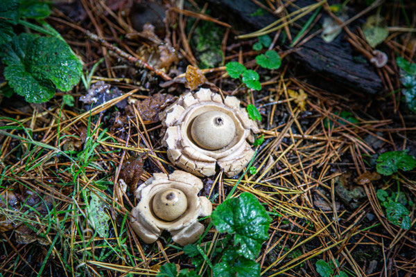      Oktober 2020 - Natuurlijk de maand van de paddenstoelen. Hier de aardster in het Dwingelerveld.   