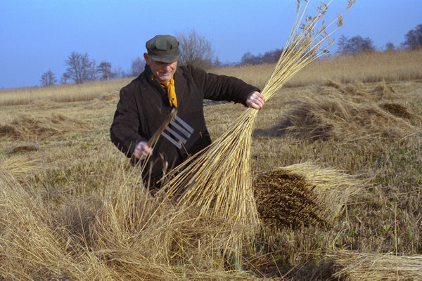 Maart 2017 - Er wordt weer volop riet geoogst in de weerribben