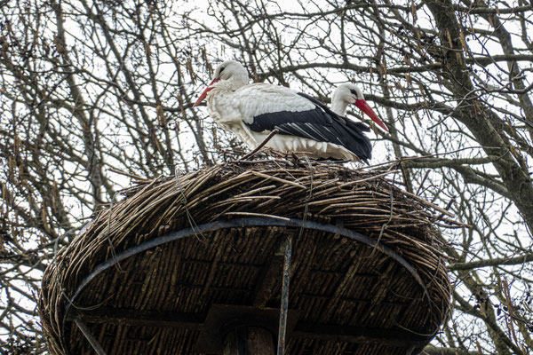 Februari 2026 - De eerste ooievaars hebben hun nest weer ingenomen