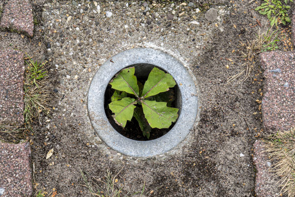 September 2020 - Vorig najaar schopte ik achteloos een eikel in dit putje