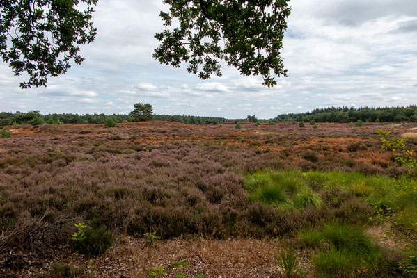 Augustus 2018 - De heide had paars moeten zijn maar door de droogte is er veel dood gegaan