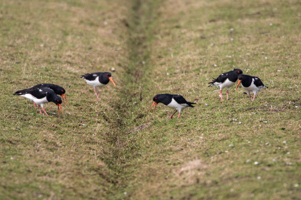 April 2018 - De Scholeksters zoeken elkaar op en baltsen er lustig op los