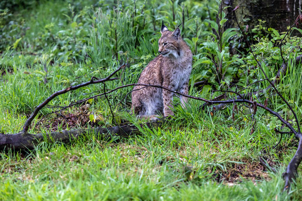 Lynx