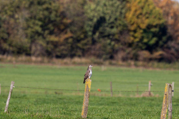 Buizerd
