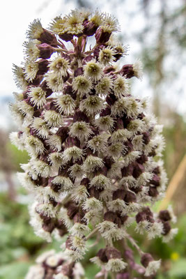 Maart 2020 - De bloemen van het Groot Hoefblad schieten uit de grond