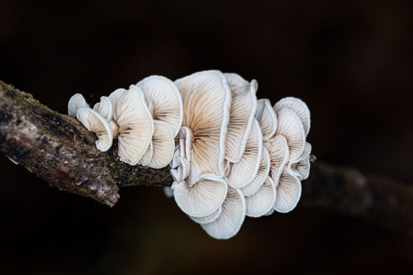 Oktober 2019 - Het bos is weer verrijkt met paddenstoelen