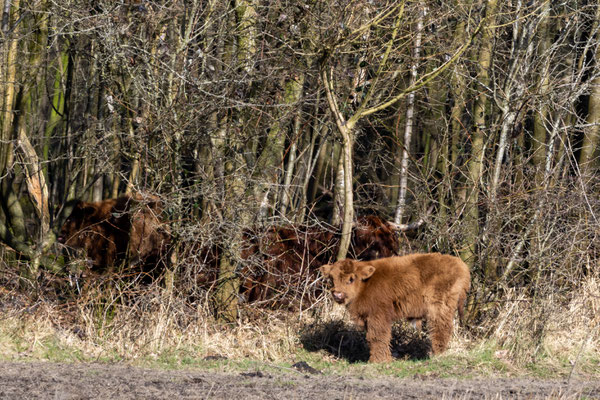 Februari 2025 - Het eerste kalfje van de Schotse hooglanders is geboren