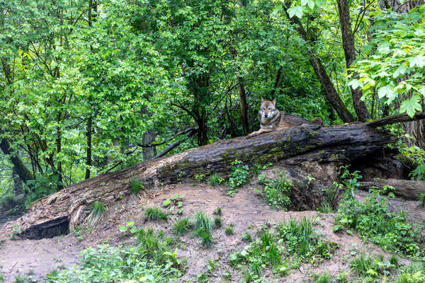 Wolf