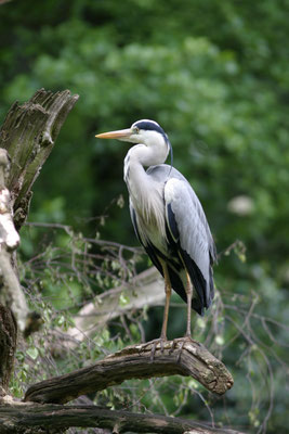Blauwe reiger
