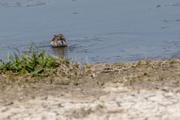 April 2019 - De watersnip zoekt zijn voedsel in de modder van een poeltje