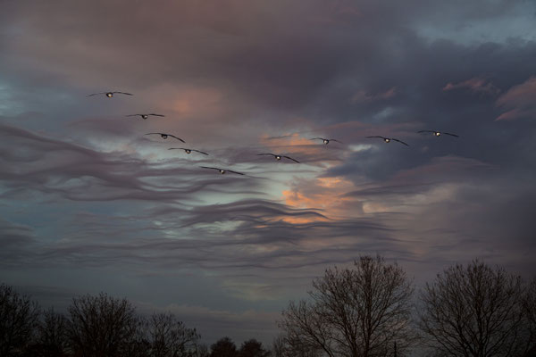 December 2016  - De ganzen vliegen het avondrood tegemoet