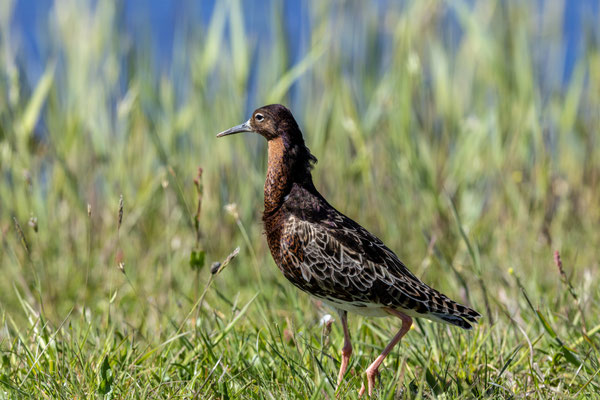 April 2026 - De kemphanen strijken even neer in Friesland. Ze zijn op doorreis naar Denemarken