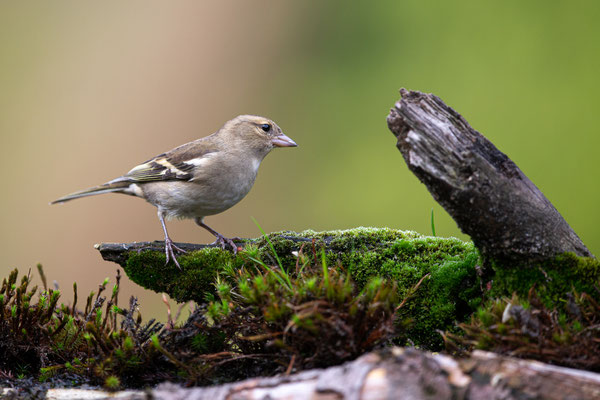 Vink