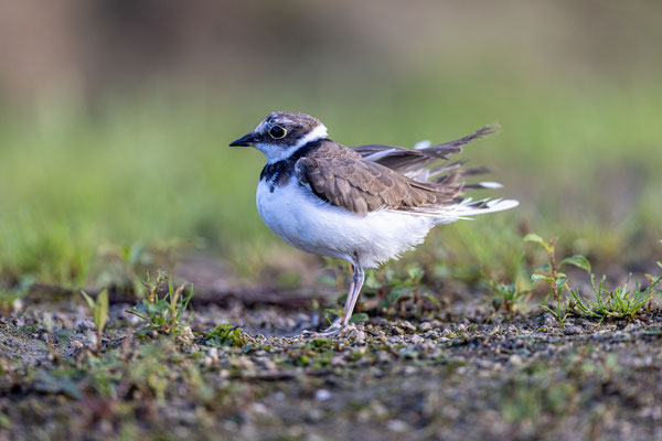 Kleine Plevier
