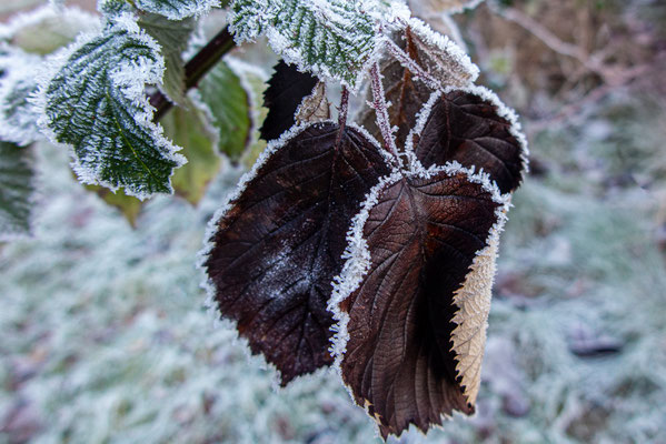 December 2021 - Heel voorzichtig tonen zich de voortekenen van een (strenge) winter
