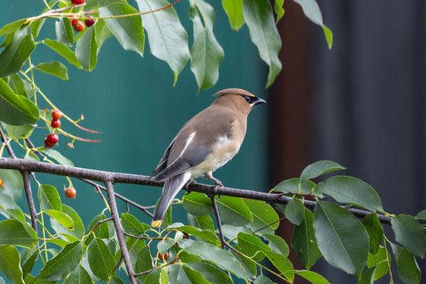 Pestvogel