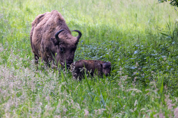 Wisent